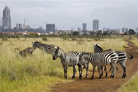The city skyline is seen behind a group of zebras in the Nairobi National Park in Nairobi, Kenya. |File Photo: AP