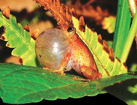 Finding the Typewriter Frog