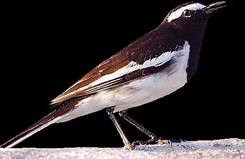 When Urban Architecture Evolved, Who Lost Homes?