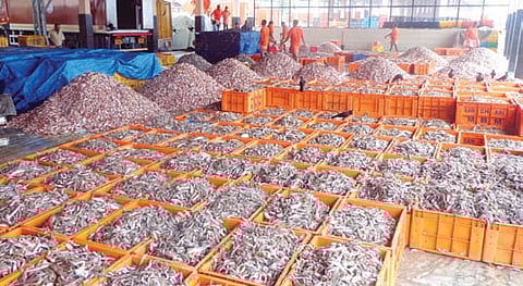 Fishers HAUL Tonnes of Juvenile Fish