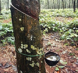 Crashing Rubber Market Adds to Despair in Crisis-hit Kerala