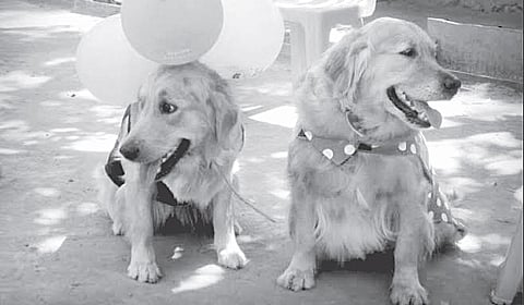 Bengaluru's Party Animals