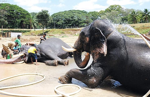 Elephants relax as they are bathed by mahouts and their children on the Mysuru Palace premises on Sunday. |EPS