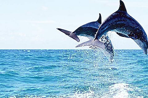 Dolphins(For representational purposes only)