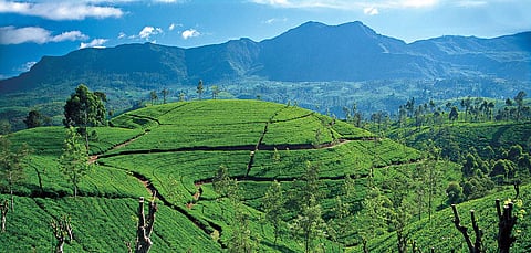 Munnar, one of the state’s most sought-after hill stations year-round, mirrors the crisis.