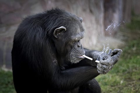 Azalea, whose Korean name is 'Dallae', a 19-year-old female chimpanzee, lights one cigarette from another at the Central Zoo in Pyongyang. | AP