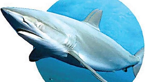 Shark attacks surfer in Australia