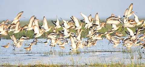 The major birding sites of the State, including the 1100 sq km Chilika lagoon, have been put on alert. | File Photo