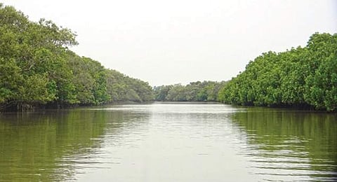 This is a critical stage for the mangrove eco-system as it has been on the tentative list. | Express Photo Service