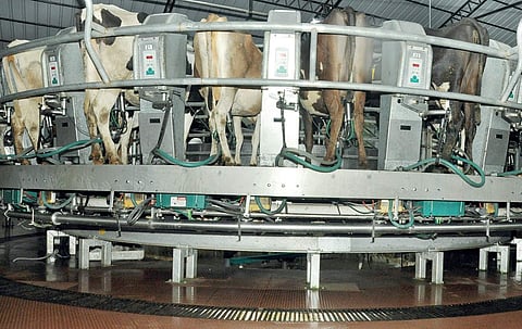 Cows being boarded on the rotary milking parlour at the Kolalhalamedu farm |Vincent Pulickal