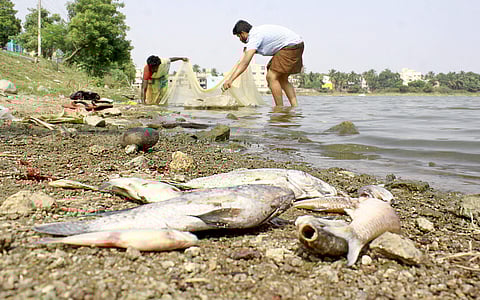 Locals trying to clear the Madipakkam lake of dead fishes near the shore, in Chennai on Friday | Martin Louis