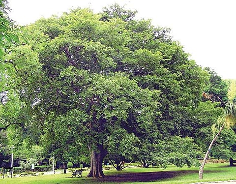 Strong tree that can ‘reverse’ heart failures