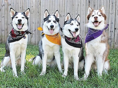 A pack of dogs wearing bandanas