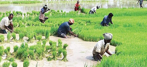 Reapers of sorrow in a parched Tamil Nadu