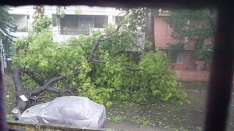 A tree fallen down in a residential area in Kilpauk during cyclone Vardah.(Sivakumar| EPS)
