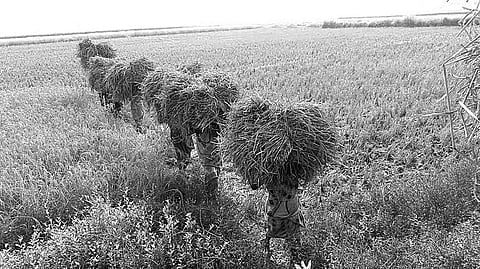 Women carrying paddy stalks to a threshing yard in Athagarh on Saturday | Express