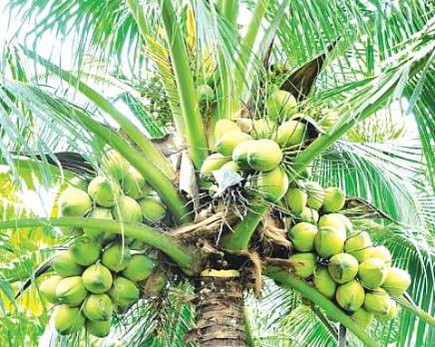 Demonetisation renders crops un‘bankable’ for farmers