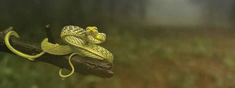 The award-winning photograph