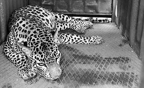 The leopard locked in a shed in Karepura village near Doddaballapur, Bengaluru Rural district, on Sunday