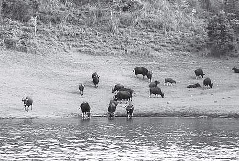 State Board for wildlife reconstituted