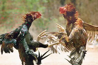 Representational Image Only. | File Photo