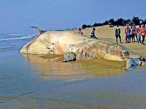The dead whale washed ashore at Chadchadi mouth of Chilika on Sunday | Ranjan Ganguly