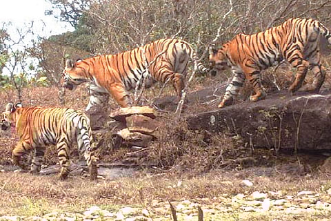 Big Cat Headcount in Kalakad Reserve Ups