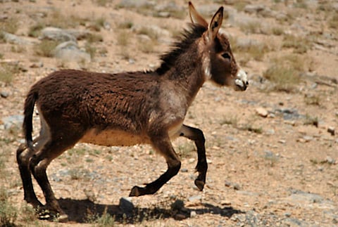 A photo of a donkey sprinting. (Abraham Richard M)