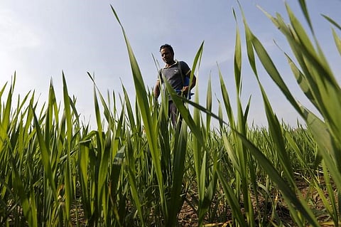 A farmer sprays pesticide in his wheat field on the outskirts of Ahmedabad, India, January 13, 2016. | File Reuters