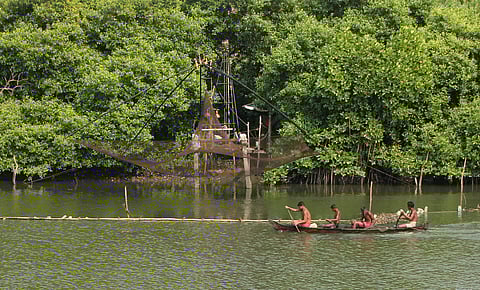 Fishermen in Mulavukadu backwaters are casting their nets near the mangroves in search of shrimps in Kochi. (Albin Mathew | EPS)
