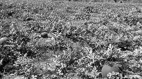 Bitter Returns for Watermelon Growers