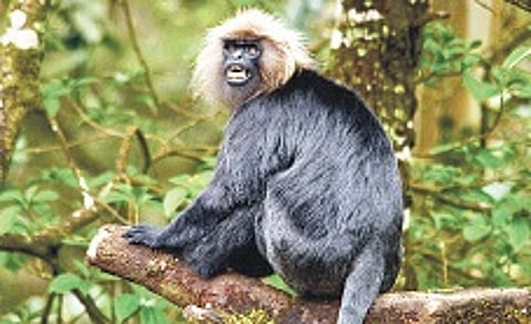 Myth of Mighty Aphrodisiac: Poaching 'Nilgiri Langurs' Touches a High