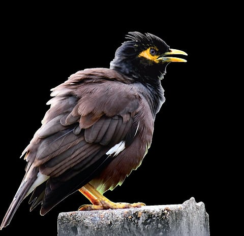 Who's an Argumentative Indian who Feeds on Grasshoppers?