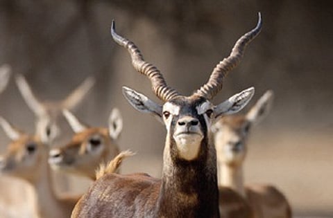 Blackbucks Adapt to Human Habitat, Says New Research