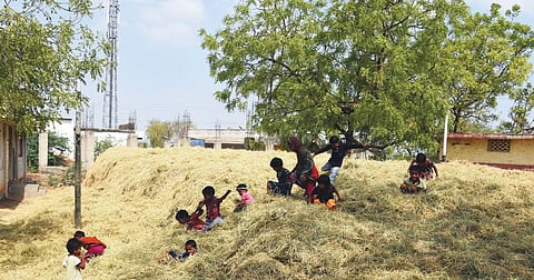 Fodder Banks Remain Mere Showpieces