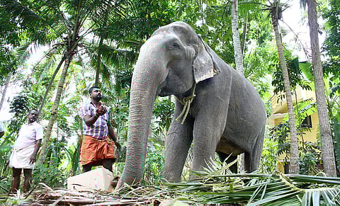 85-year-old female elephant Dakshayani | EPS