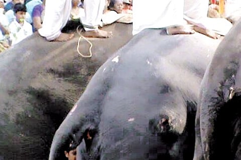 Blind, Wounded and Suffering Elephants Amuse Crowd at Thrissur Pooram Festival