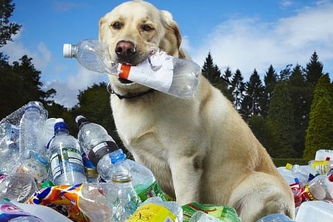 Tubby, the World's Greenest Dog Passes Away at 13