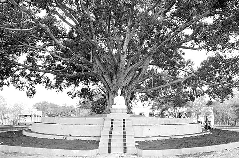 Meditation Centre to Come up Under UoM's 200-yr-old Peepal Tree