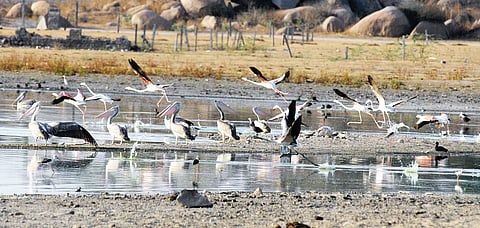 Winged Visitors Home in on Ameenpur as Big Lakes go Dry