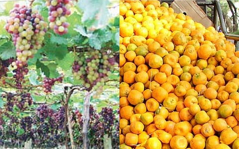 Grape-orange Combo Can Beat Obesity, Diabetes, Heart Disease