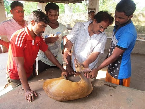 Wild animals move out of habitat for water