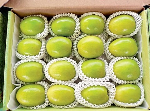 Farmers urged to grow Apple ber instead of cottoa