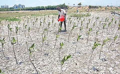 Adyar Creek to Get 40-Acre Mangrove Cover