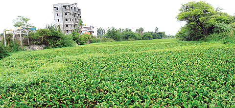 Lake's dying, officials caught in a muddle