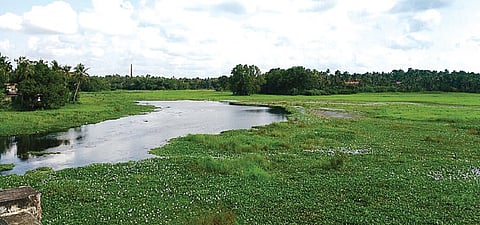 Manjaly canal in murky waters