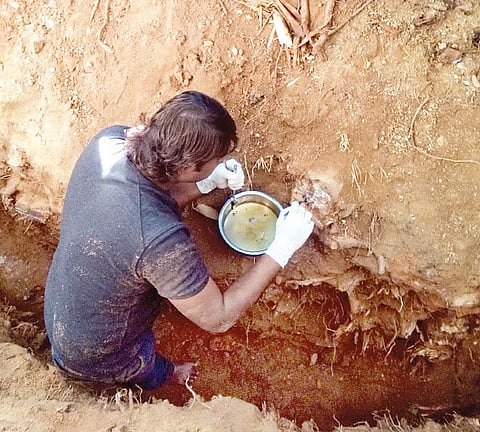 Root surgery saves 60-year-old pipal tree from being axed