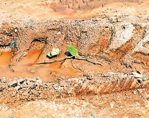 Zero protection for saplings in plantation drive