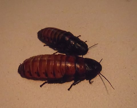 This handout picture taken by Japan's Tokuyama Zoo on July 17, 2015 and received on July 22, 2015 shows Madagascar hissing cockroaches at a cockroach exhibition at the Tokuyama Zoo in Shunan city in Yamaguchi prefecture, western Japan.