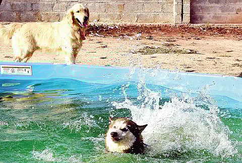 Where to keep pets, while you're away